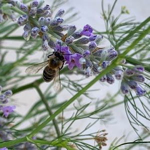 Meet your Posher, Marena